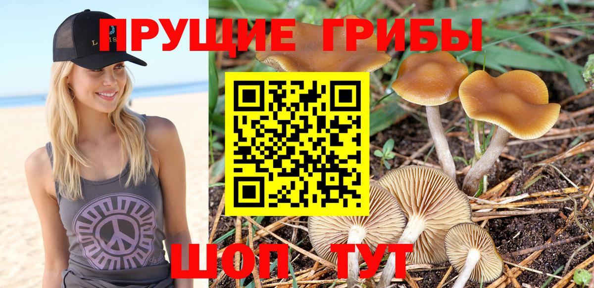 Дзержинск  Галлюциногенные грибы Cubensis  Вход с VPN 